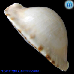 Cypraea marginata Gaskoin, 1849 - Image 2