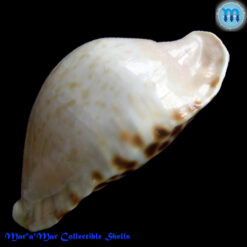 Cypraea marginata Gaskoin, 1849 - Image 4