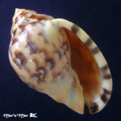 Semicassis labiata iheringi (Carcelles, 1953)