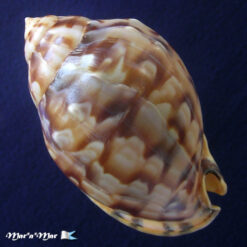 Semicassis labiata iheringi (Carcelles, 1953) - Imagem 4