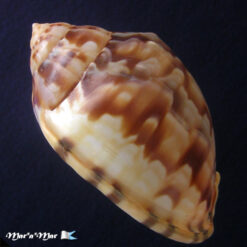 Semicassis labiata iheringi (Carcelles, 1953) - Imagem 3