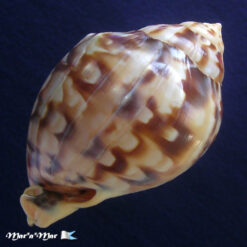 Alternative view of Semicassis labiata iheringi (Carcelles, 1953)
