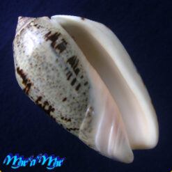 Oliva incrassata Lightfoot, 1796