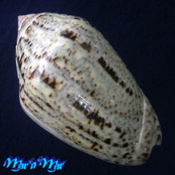 Oliva incrassata Lightfoot, 1796 - Imagem 3