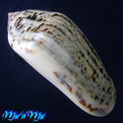 Alternative view of Oliva incrassata Lightfoot, 1796