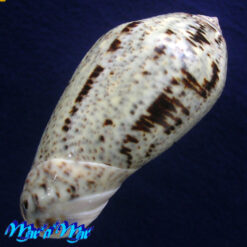 Oliva incrassata Lightfoot, 1796 - Imagem 4