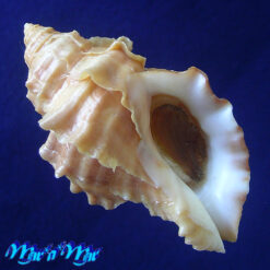 Nucella lamellosa (Gmelin, 1791)