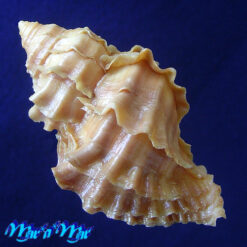 Alternative view of Nucella lamellosa (Gmelin, 1791)