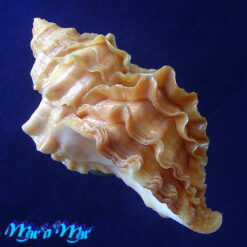 Nucella lamellosa (Gmelin, 1791) - Imagem 3