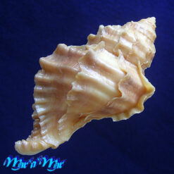 Nucella lamellosa (Gmelin, 1791) - Imagem 4