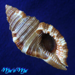 Cymatium martinianum Orbigny, 1845