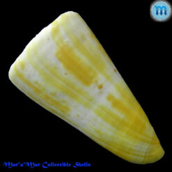 Conus riosi Petuch, 1986 - Imagem 3