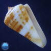 Conus carioca Petuch, 1986