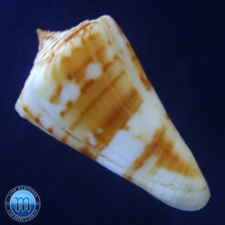 Alternative view of Conus carioca Petuch, 1986