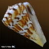 Conus centurio Born, 1778