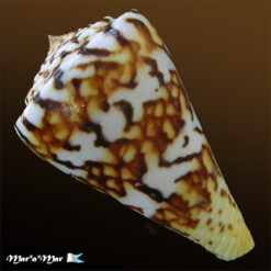 Conus centurio Born, 1778 - Imagem 4