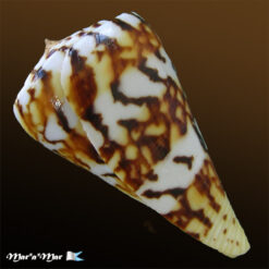 Conus centurio Born, 1778 - Imagem 3