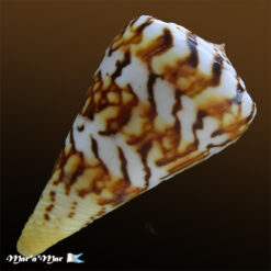 Alternative view of Conus centurio Born, 1778