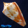 Conus ednae Petuch, 2013
