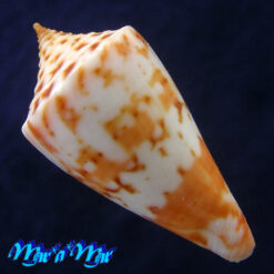 Conus ednae Petuch, 2013 - Imagem 4