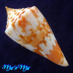 Conus ednae Petuch, 2013 - Imagem 3