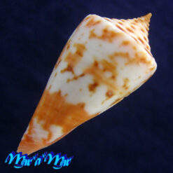 Alternative view of Conus ednae Petuch, 2013