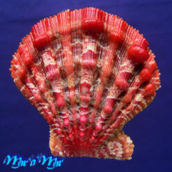 Nodipecten nodosus (Linnaeus, 1758)