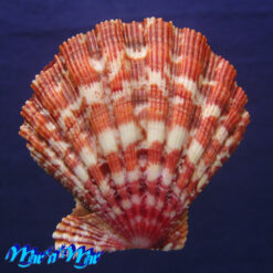 Alternative view of Nodipecten nodosus (Linnaeus, 1758)