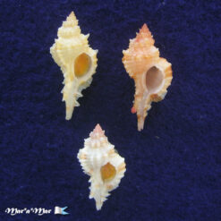 Siratus coltrorum E. Vokes, 1991