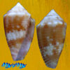 Conus (Conasprella) sabulorum (Crabos, 2025)