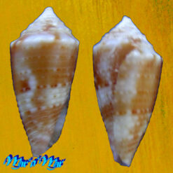 Conus (Conasprella) sabulorum (Crabos, 2025) - Imagem 2