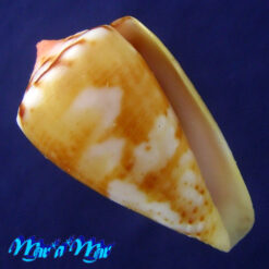 Conus mauricioi Coltro, 2004