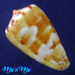 Alternative view of Conus mauricioi Coltro, 2004