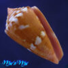 conus neobrasiliensis (A. Monteiro, Crabos & D. Monteiro, 2025)