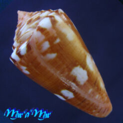 conus neobrasiliensis (A. Monteiro, Crabos & D. Monteiro, 2025) - Imagem 4