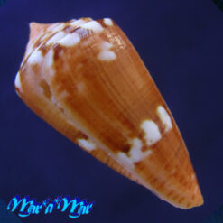 conus neobrasiliensis (A. Monteiro, Crabos & D. Monteiro, 2025) - Imagem 3