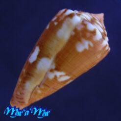 conus neobrasiliensis (A. Monteiro, Crabos & D. Monteiro, 2025) - Imagem 2