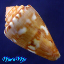 Alternative view of conus neobrasiliensis (A. Monteiro, Crabos & D. Monteiro, 2025)