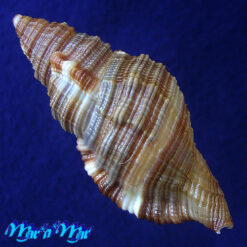 Alternative view of Cymatium martinianum Orbigny, 1845