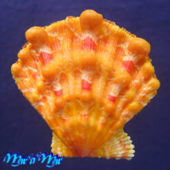 Nodipecten nodosus (Linnaeus, 1758)