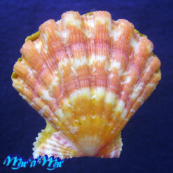 Nodipecten nodosus (Linnaeus, 1758) - Imagem 2