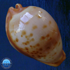 Cypraea (Propustularia) surinamensis aubryana ( Perry, 1811)