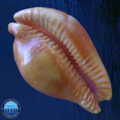 Alternative view of Cypraea (Propustularia) surinamensis aubryana ( Perry, 1811)