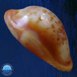 Cypraea (Propustularia) surinamensis aubryana ( Perry, 1811) - Imagem 3