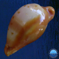 Cypraea (Propustularia) surinamensis aubryana ( Perry, 1811) - Imagem 4