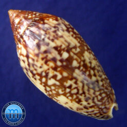 Alternative view of Plicoliva zelindae (Petuch, 1979)