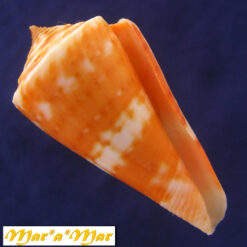 Conus carioca Petuch, 1986