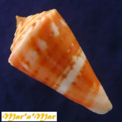 Alternative view of Conus carioca Petuch, 1986