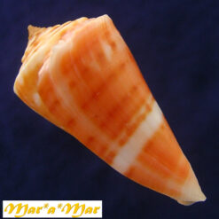 Conus carioca Petuch, 1986 - Imagem 3