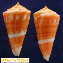 Conus carioca Petuch, 1986 - Imagem 4